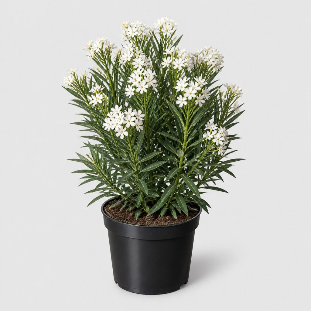 Laurier à fleurs blanches en pot de culture noir sur fond gris clair, feuillage vert foncé