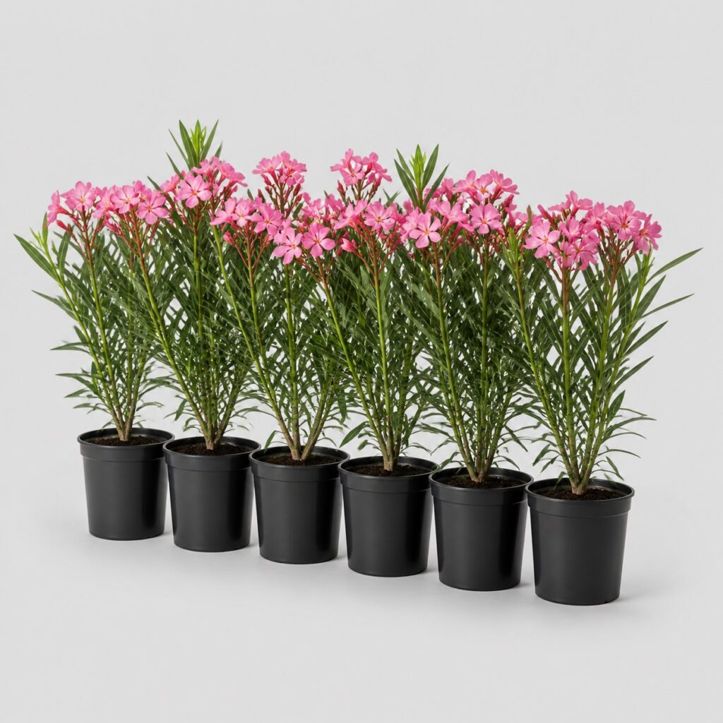 Alignement de jeunes lauriers roses en pots de culture identiques sur fond gris clair