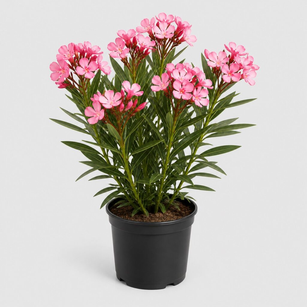 Laurier rose en pot de culture noir, feuillage vert foncé et fleurs roses, sur fond gris clair