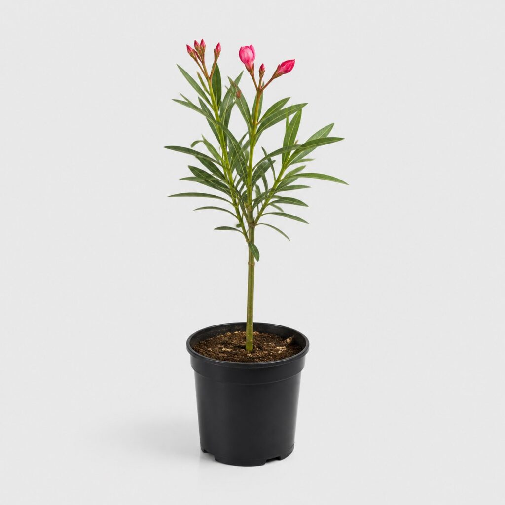 Laurier rose prix pas cher