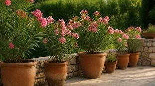 guide-laurier-choisir-selon-le-pot